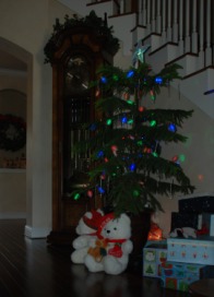 2012-12 Norfolk Pine 2.jpg